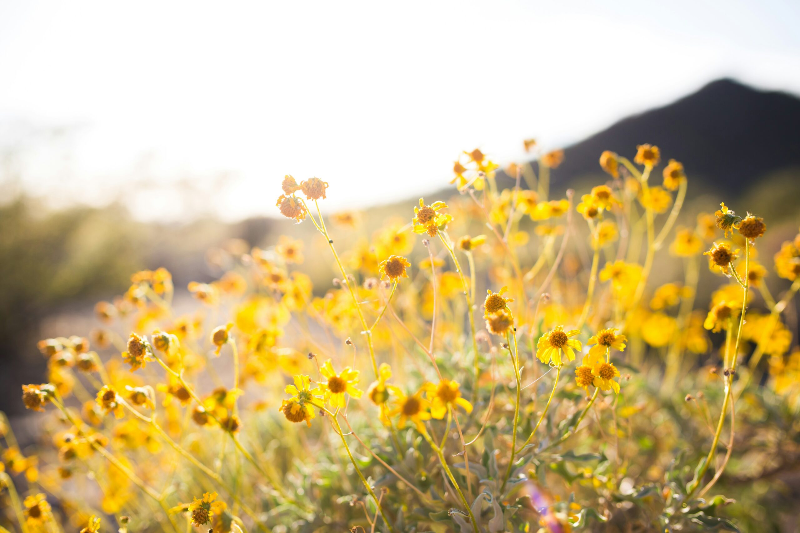 field of yellow wildflowers | centerforrisingminds.org